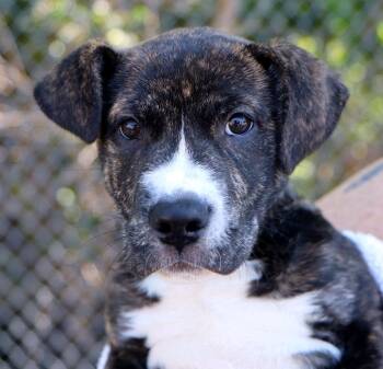 Julia (AO37445) -  Pit Bull Terrier Dog for Adoption in Kansas City, Kansas - Julia (AO37445) | PetCurious