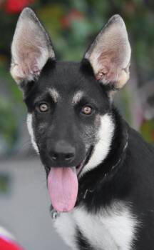 Atlas von Adenau -  German Shepherd Dog Dog for Adoption in Los Angeles, California - Atlas Von Adenau | PetCurious