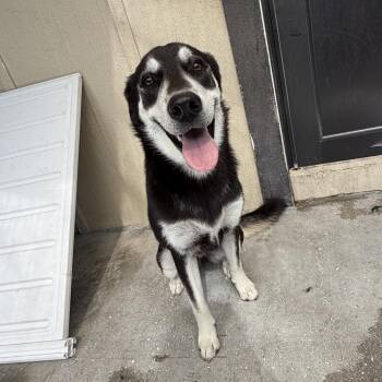 Rolex 8935 -  Mixed Breed Dog for Adoption in Loxahatchee Groves, Florida - Rolex 8935 | PetCurious