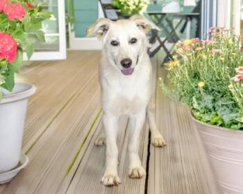 Pacific -  Great Pyrenees and Mixed Breed Dog for Adoption in Camano, Washington - Pacific | PetCurious