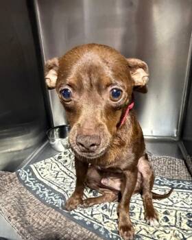 Chocolate Chip $450 -  Labrador Retriever Dog for Adoption in West Milwaukee, Wisconsin - Chocolate Chip $450 | PetCurious