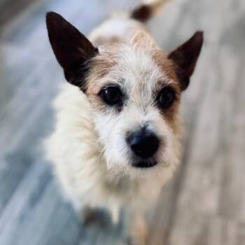 Spotty -  Wirehaired Terrier and Mixed Breed Dog for Adoption in Green Bay, Wisconsin - Spotty | PetCurious