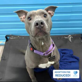 Ahoy -  Pit Bull Terrier Dog for Adoption in Naperville, Illinois - Ahoy | PetCurious