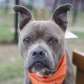American Staffordshire Terrier Dogs Available for Adoption in San Antonio, Texas - BUB | PetCurious