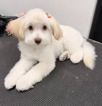 Ruby -  Maltipoo and Cockapoo Dog for Adoption in Ontario, California - Ruby | PetCurious