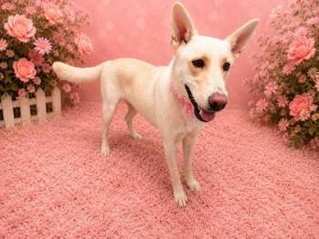Sunshine -  Shepherd and Mixed Breed Dog for Adoption in Seagoville, Texas - Sunshine | PetCurious