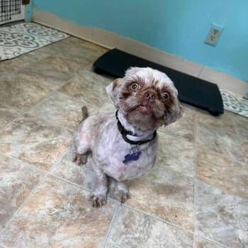 Shih Tzu Dogs Available for Adoption in Boerne, Texas - Dixie | PetCurious
