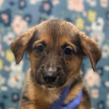 Detention -  German Shepherd Dog Dog for Adoption in Sacramento, California - Detention | PetCurious