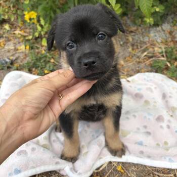 Sasha -  German Shepherd Dog Dog for Adoption in Harlingen, Texas - Sasha | PetCurious