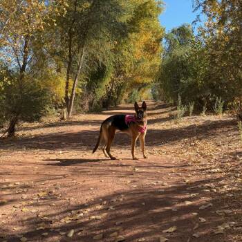 Lily -  German Shepherd Dog Dog for Adoption in Yuma, Arizona - Lily | PetCurious