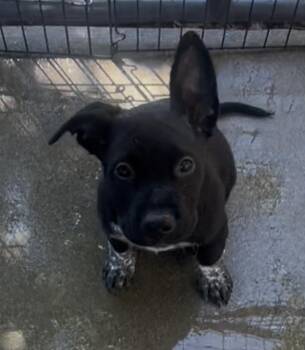 Rescue Australian Cattle Dog Blue Heeler Dogs for Adoption in Rancho Cucamonga, California - Chandler | PetCurious