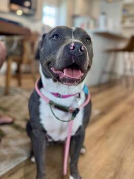 Pit Bull Terrier Dogs Available for Adoption - Joanie | PetCurious