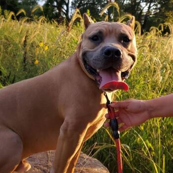 Xande - Home to Home -  Pit Bull Terrier Dog for Adoption in South Elgin, Illinois - Xande - Home To Home | PetCurious