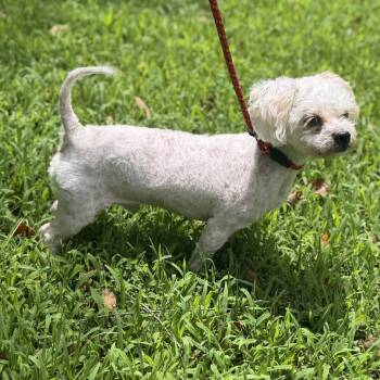 POSTY -  Poodle and Maltese Dog for Adoption in Locust Fork, Alabama - POSTY | PetCurious