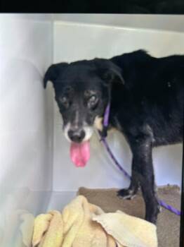 JEREMIAH -  Labrador Retriever and Mixed Breed Dog for Adoption in Brunswick, Georgia - JEREMIAH | PetCurious