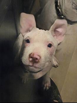 Simon -  Staffordshire Bull Terrier and Pit Bull Terrier Dog for Adoption in Oswego, Illinois - Simon | PetCurious