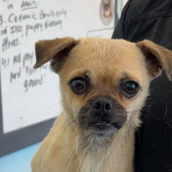 Rescue Pug Dogs for Adoption in Chico, California - HARPO | PetCurious