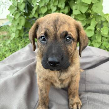 Linus -  Shepherd Dog for Adoption in Harlingen, Texas - Linus | PetCurious