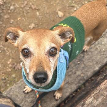 Chihuahua Dogs Available for Adoption - Heidi | PetCurious