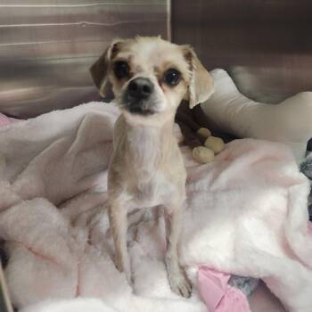 Yorkshire Terrier and Shih Tzu Dogs Available for Adoption - Princeton 22093 | PetCurious