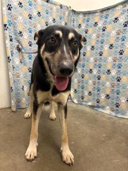 FINN -  German Shepherd Dog Dog for Adoption in Rosenberg, Texas - FINN | PetCurious