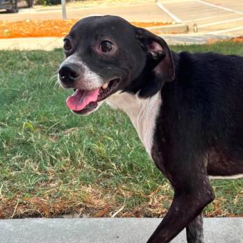 Scout -  Chihuahua Dog for Adoption in Kempner, Texas - Scout | PetCurious