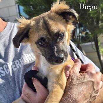 Diego -  Mixed Breed Dog for Adoption in Otisfield, Maine - Diego | PetCurious