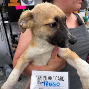 Tango -  Mixed Breed Dog for Adoption in Fredericksburg, Virginia - Tango | PetCurious