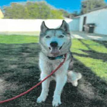 Nikko A2258221 -  Siberian Husky and None Dog for Adoption in Los Angeles, California - Nikko A2258221 | PetCurious