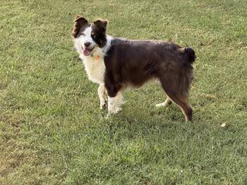 Sydney (f) -  Australian Shepherd Dog for Adoption in Nashville, Tennessee - Sydney (f) | PetCurious