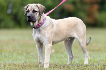 Rescue Mastiff Dogs for Adoption in Chattanooga, Tennessee - Peter Pan | PetCurious
