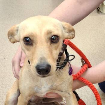 Queen -  Chihuahua Dog for Adoption in Zanesville, Ohio - Queen | PetCurious