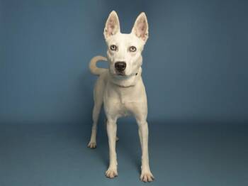 LILLY -  Husky and Mixed Breed Dog for Adoption in Phoenix, Arizona - LILLY | PetCurious