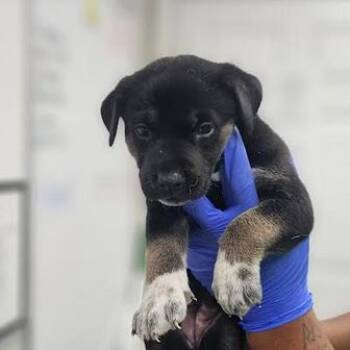 McDouble -  Shepherd Dog for Adoption - McDouble | PetCurious