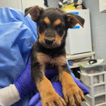 German Shepherd Dog and Mixed Breed Dogs Available for Adoption in Duncan, Oklahoma - Darla | PetCurious