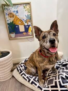 Precious Angel Too Sweet To Be True -  Pit Bull Terrier and Dutch Shepherd Dog for Adoption in Friendswood, Texas - Precious Angel Too Sweet To Be True | PetCurious