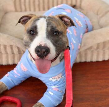 Mako -  American Staffordshire Terrier and Mixed Breed Dog for Adoption in New York, New York - Mako | PetCurious