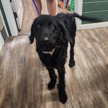 Darby -  Poodle Dog for Adoption in Evensville, Tennessee - Darby | PetCurious