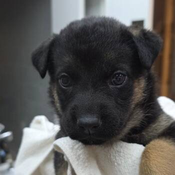 Pepita -  German Shepherd Dog and Mixed Breed Dog Available for Adoption in Buellton, California - Pepita | PetCurious