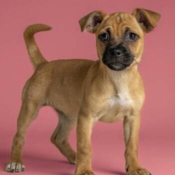 Pug and Chihuahua Dogs Available for Adoption in Armonk, New York - Collette - 26056 | PetCurious