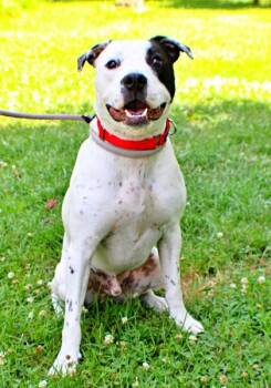 Meister -  American Staffordshire Terrier and Mixed Breed Dog for Adoption in Morton Grove, Illinois - Meister | PetCurious