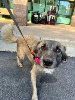 Sasha -  Shepherd and Saluki Dog for Adoption in Huntingtown, Maryland - Sasha | PetCurious