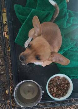 SPONSOR OR FOSTER ME - Taco -  Chihuahua Dog for Adoption in Grafton, Wisconsin - SPONSOR OR FOSTER ME - Taco | PetCurious