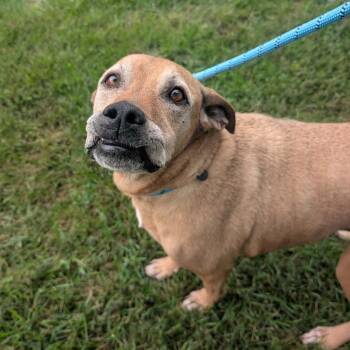 Fender -  Black Mouth Cur and Mixed Breed Dog for Adoption in Cedar Rapids, Iowa - Fender | PetCurious
