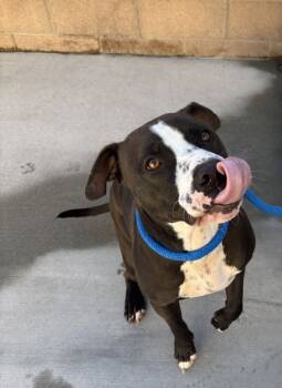 Rescue Staffordshire Bull Terrier Dogs for Adoption in Salinas, California - Yoda | PetCurious