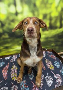 Micah -  Shepherd Dog for Adoption in Little Rock, Arkansas - Micah | PetCurious
