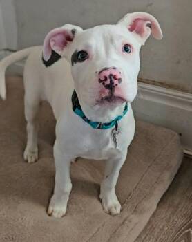 Pit Bull Terrier Dogs Available for Adoption - Bino  | PetCurious
