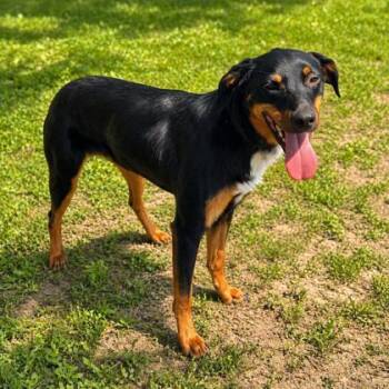 Sonic -  Mixed Breed Dog Available for Adoption in Merriam, Kansas - Sonic | PetCurious