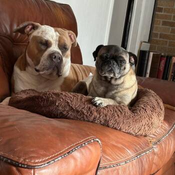 Mixed Breed Dogs Available for Adoption in Vineland, New Jersey - Auggie | PetCurious