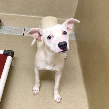 Pit Bull Terrier Dogs Available for Adoption in Monroe, Georgia - Halle #23025 | PetCurious
